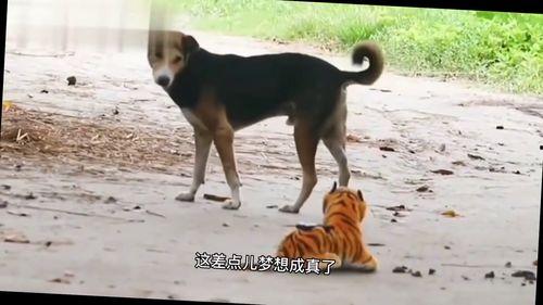 种水稻搞笑视频,一场水稻种植的搞笑大作战